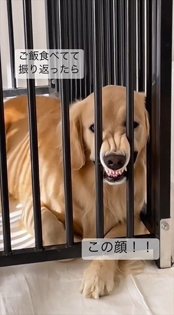 尻尾フリフリワンちゃん