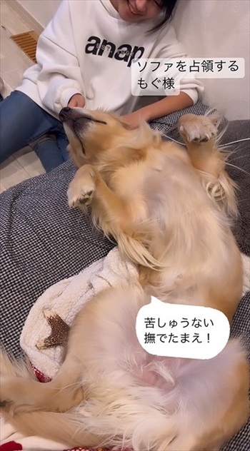 尻尾フリフリワンちゃん