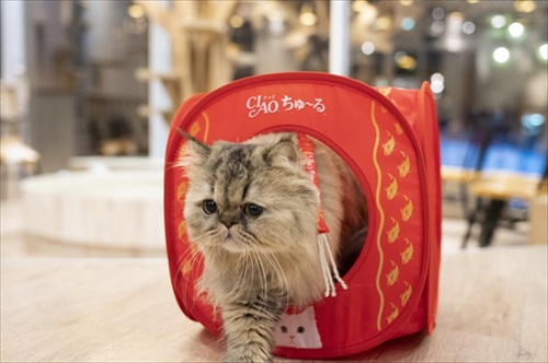 CIAOちゅ〜るのブランドブック