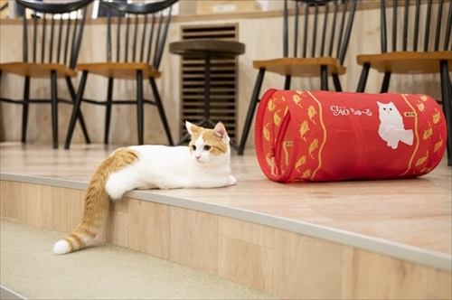 CIAOちゅ〜るのブランドブック