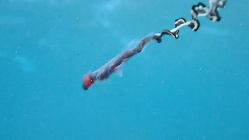 リボンイワシ4の続き