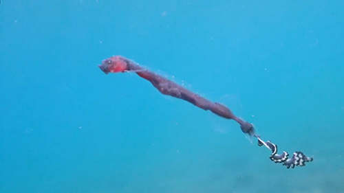 リボンイワシ全身アップ