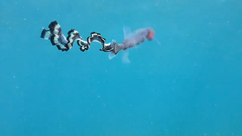 リボンイワシ右向きフリフリアップ