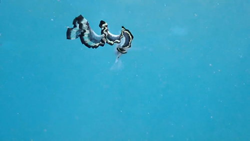 リボンイワシ後ろ向きフリフリアップ