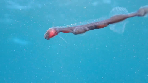 リボンイワシ顔アップ