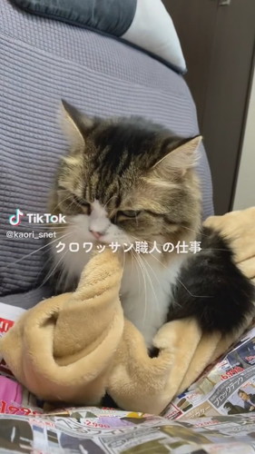 クロワッサン職猫おとちゃん