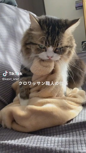 クロワッサン職猫おとちゃん