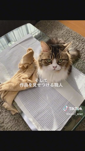クロワッサン職猫おとちゃん