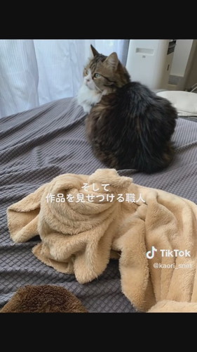 クロワッサン職猫おとちゃん