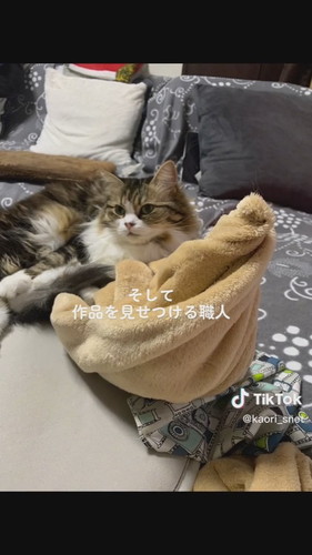 クロワッサン職猫おとちゃん