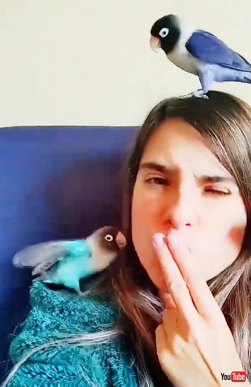 鳴きマネに集まるボタンインコ