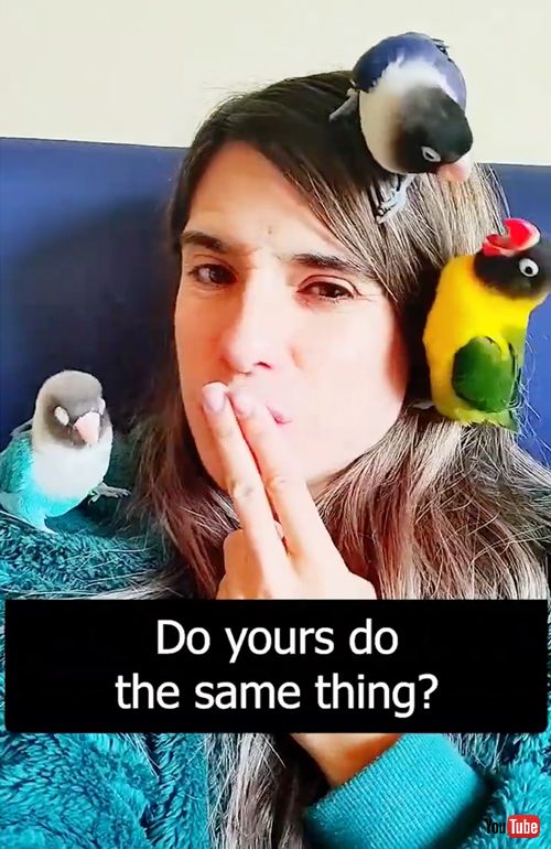 鳴きマネに集まるボタンインコ