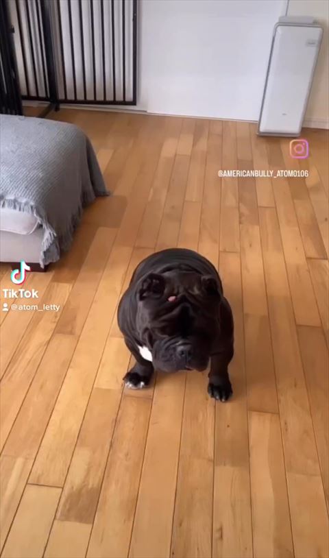 頭の上におやつワンコ