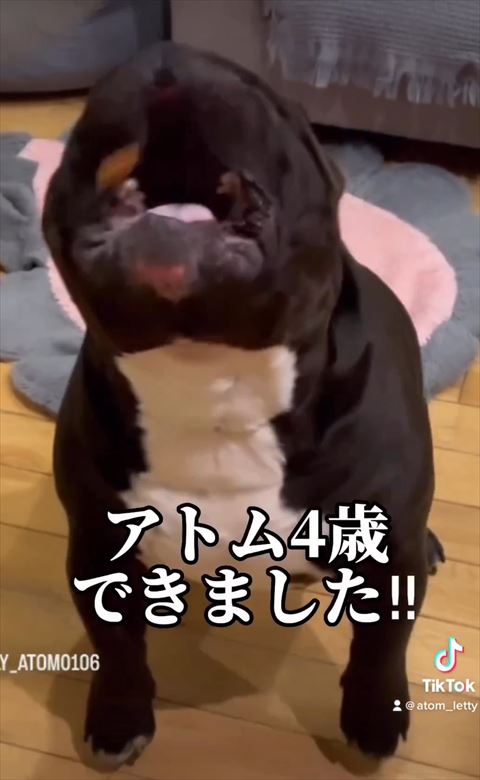 うちの子できましたテロップ