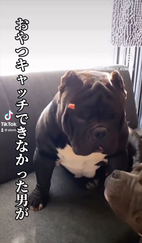 おやつが顔に当たるワンコ