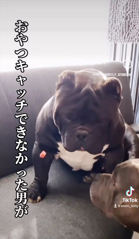 宙に浮くおやつを見るワンコ2匹
