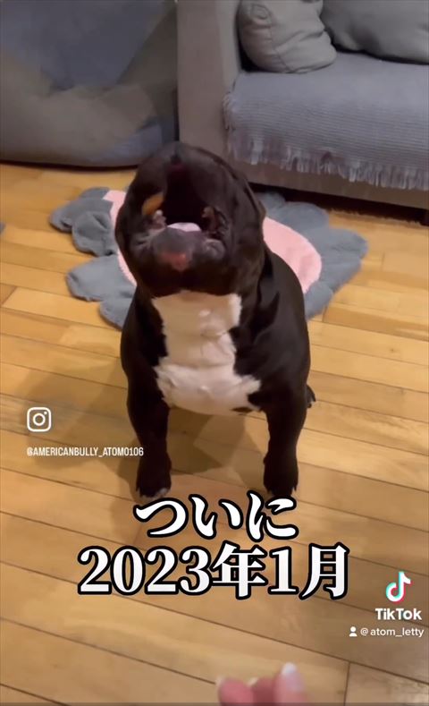ワンコの口に入りそうなおやつ
