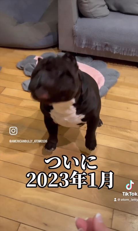 ぶれてるワンコ
