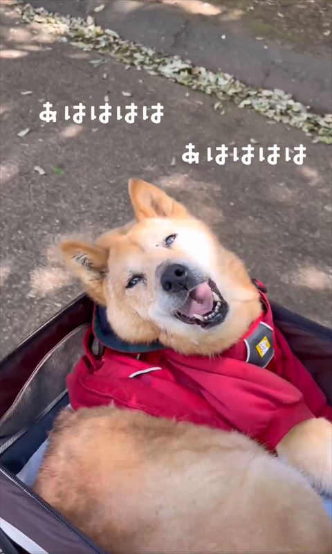 あはははテロップ