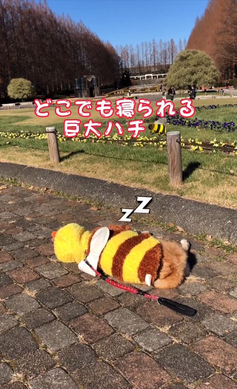 どこでも寝られるテロップ