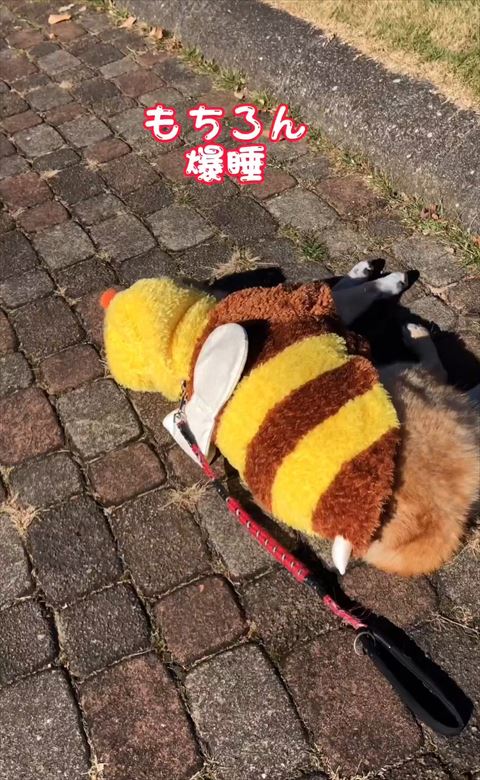 もちろんン爆睡テロップ