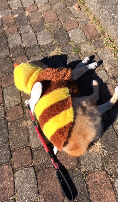 みつばちワンコ全体図