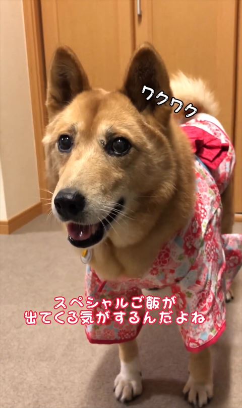 着物着てるワンコ
