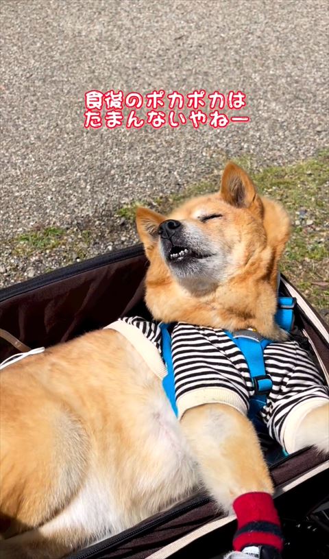 食後のぽかぽかはたまんないテロップ