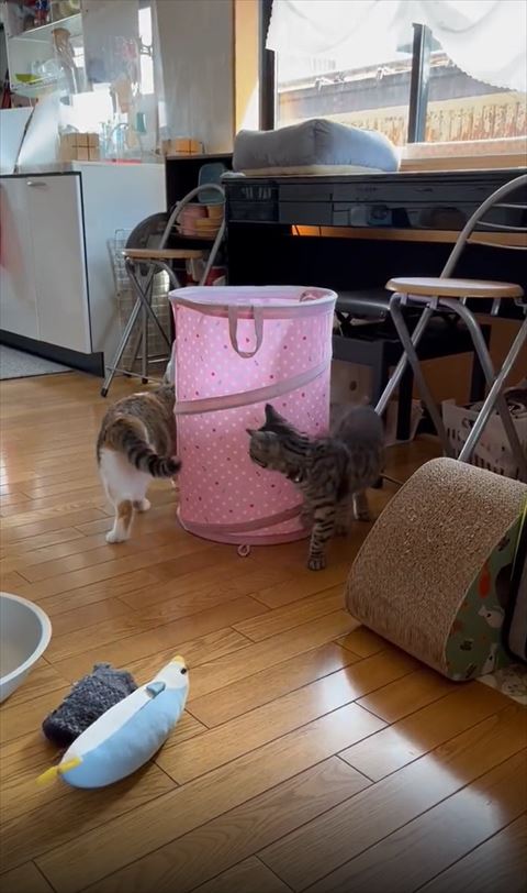 三毛猫の後ろをのぞくシルバー猫後頭部