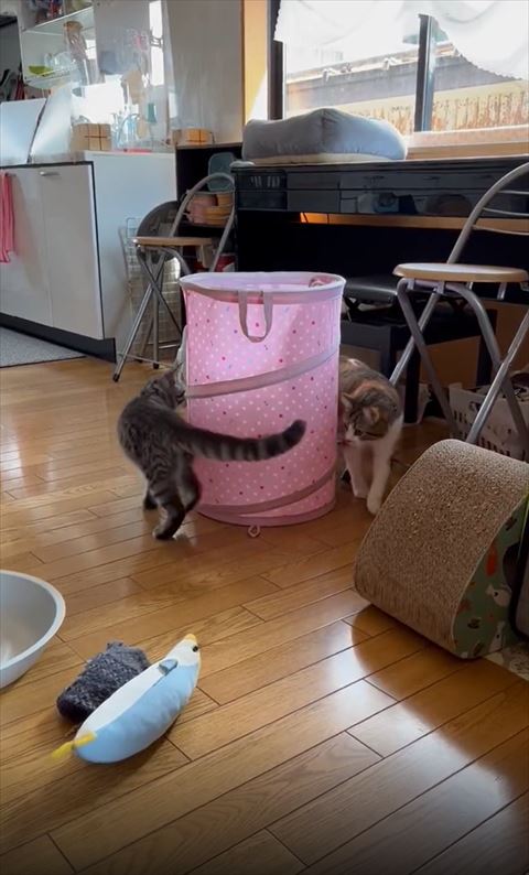 左にシルバー猫お尻右に三毛猫顔