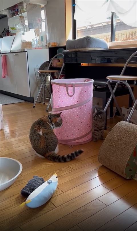 お座り三毛猫棒立ちシルバー猫