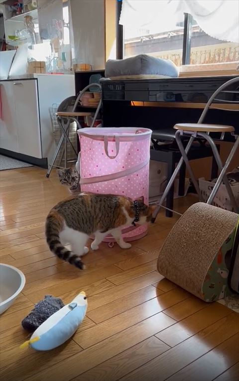 ひょっこり左から顔だすシルバー猫