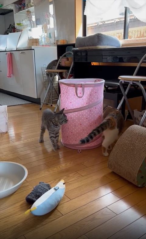 右に三毛猫お尻左にシルバー猫