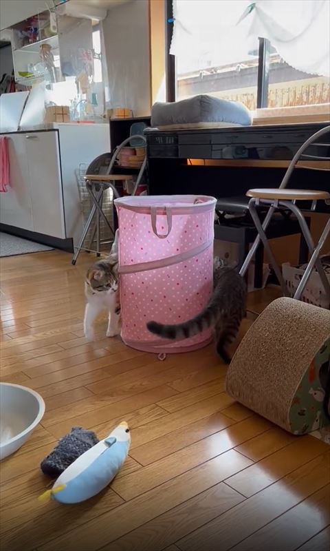 前足あげる三毛猫左シルバー猫お尻右