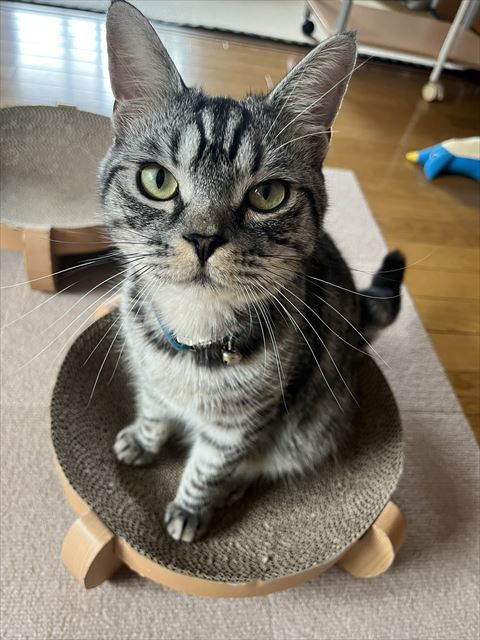 シルバー猫お座り