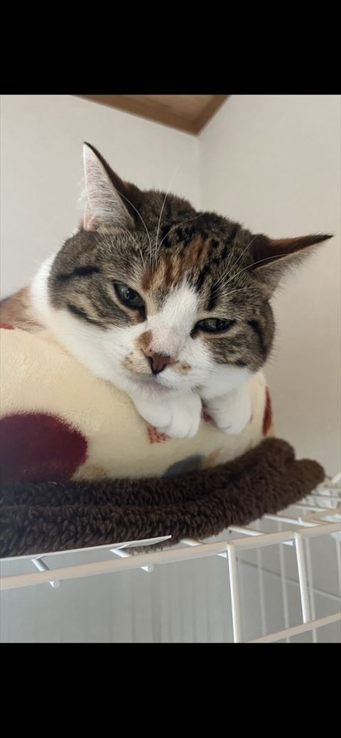 眠そうな三毛猫