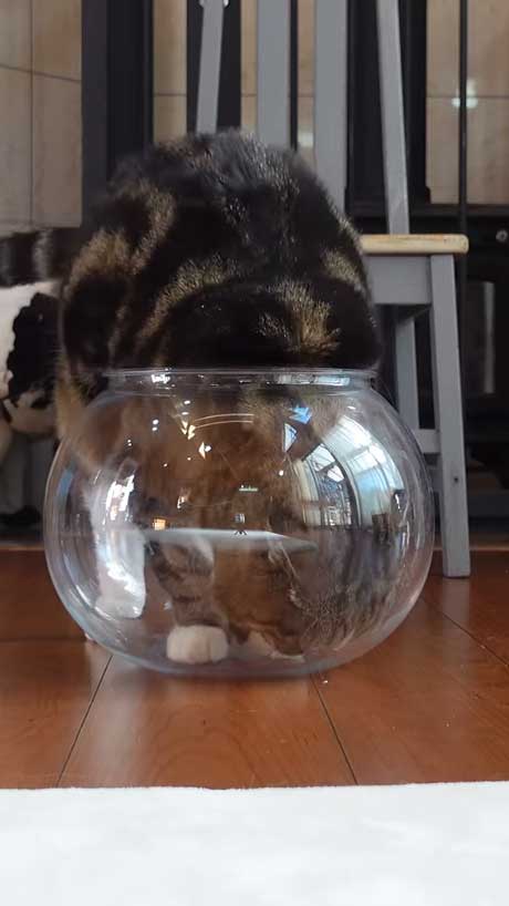 液体から固体に戻る猫