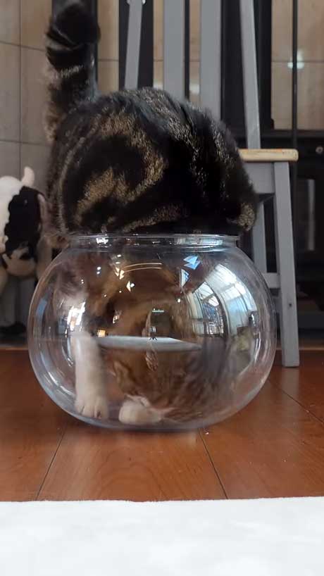 液体から固体に戻る猫