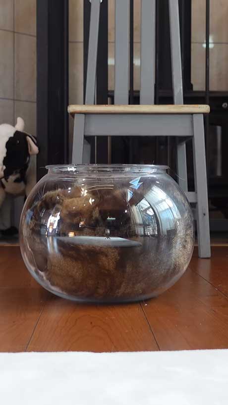 液体から固体に戻る猫