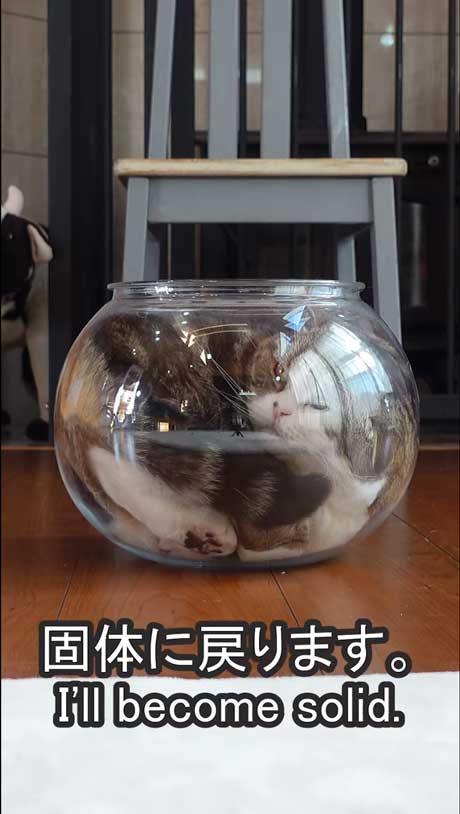 液体から固体に戻る猫