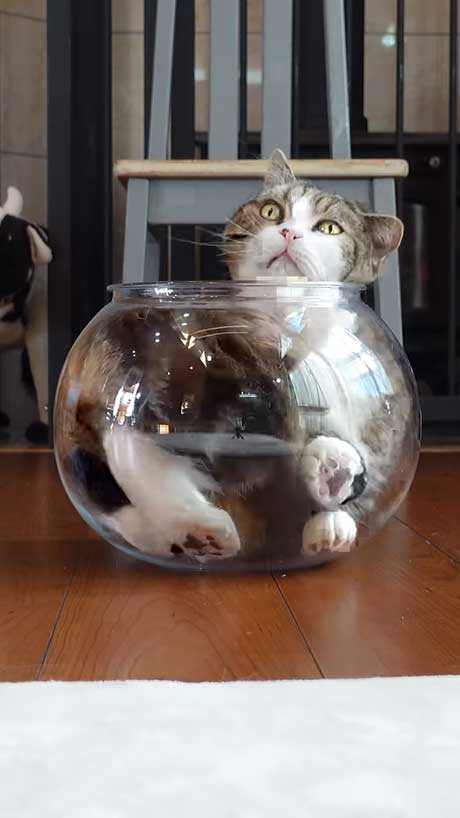 液体から固体に戻る猫