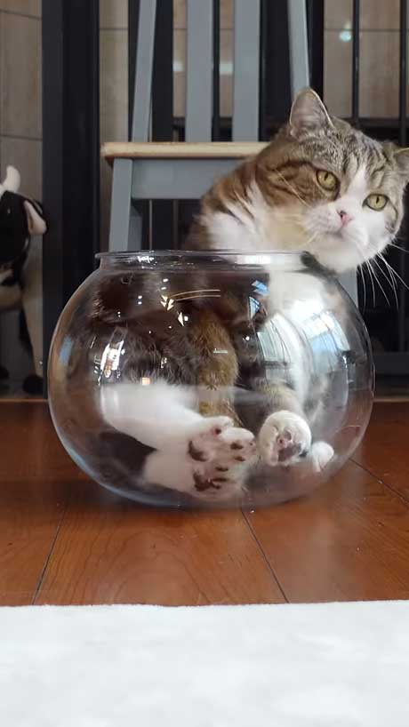 液体から固体に戻る猫