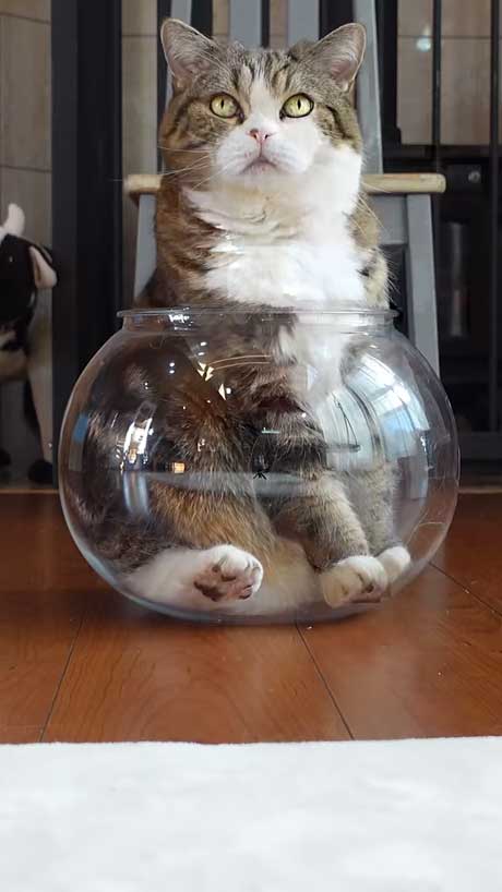 液体から固体に戻る猫