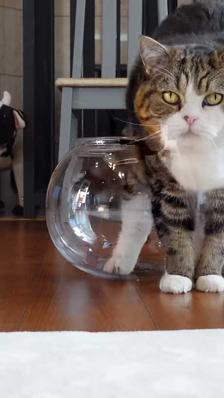 液体から固体に戻る猫