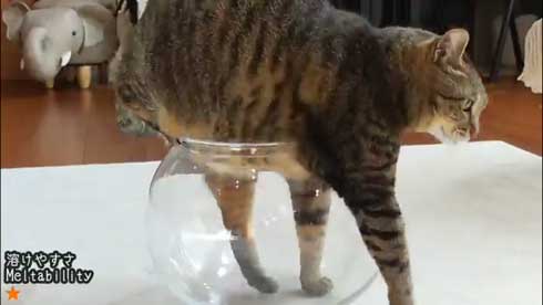 液体から固体に戻る猫