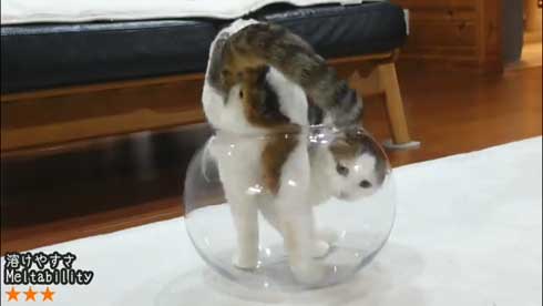 液体から固体に戻る猫