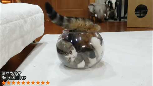 液体から固体に戻る猫