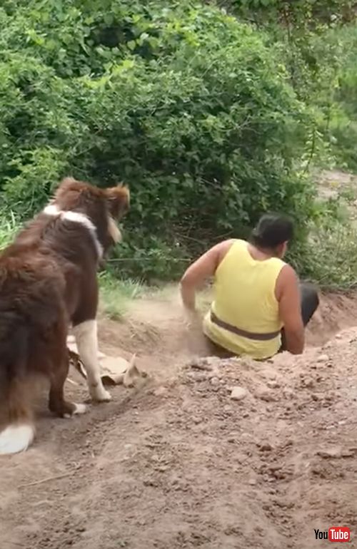 お母さんにタックルするワンコ