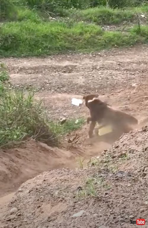 お母さんにタックルするワンコ