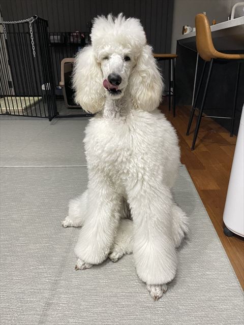 ウインクと舌ぺろするワンコ